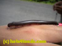 /home//u458753944/public_html/sourcegallery//Insects and small critters/millipedes and centipedes/DSCN1195.JPG